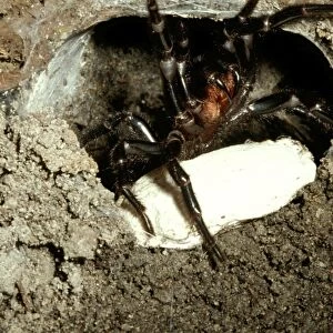 Spiders Greetings Card Collection: Australasian Funnel Web