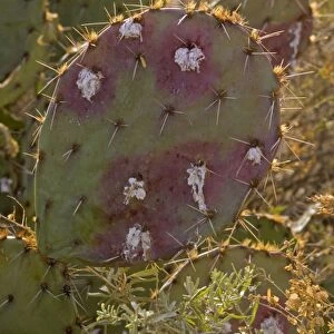 Cochineal Bugs - on Prickly Pear Cactus (Opuntia) - Red with deep red to pink waxy scales under body - Female is 1/16 to 1/8 inch - Male is one-half length - Often concealed by dense tangled strands of white cottony wax - Legs reduced - Found in