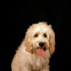 Utility Premium Framed Print Collection: Cockapoo