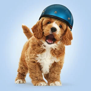 Cockapoo Dog puppy, wearing motorcycle helmet