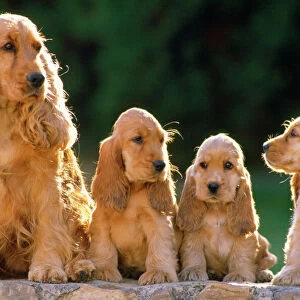 Cocker Spaniel Dogs - adult & puppys sitting in a row