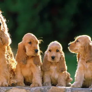 Cocker Spaniel Dogs - adult & puppys sitting in a row