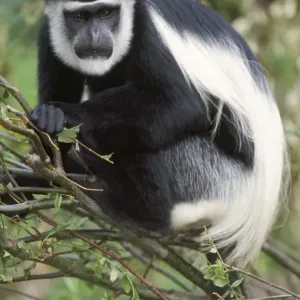 Angolan Colobus
