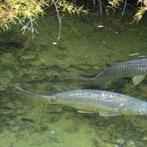 Common Carp and Mirror Carp (variant), UK & European freshwaters. Widely introduced and also reared in fishponds for food