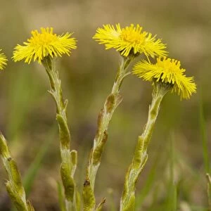 Common Coltsfoot (Tussilago farfara) in flower, early spring