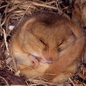 Gliridae Collection: Forest Dormouse