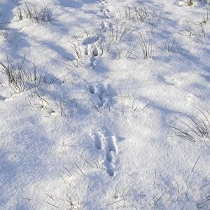Common / European Hare - tracks in the snow - Overijssel - The Netherlands