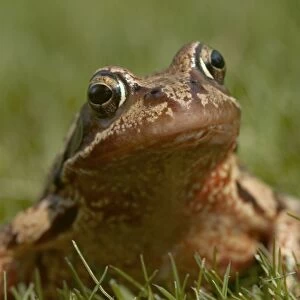 Common Frog - In the grass. The common frog is becoming endangered due to disappearance of rural ponds and increased road casualties. Oxfordshire, England, UK