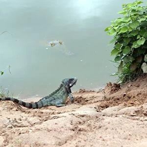 Common / Green Iguana & Orinoco Crocodile (crocodylus intermedius). Llanos Venuzuela