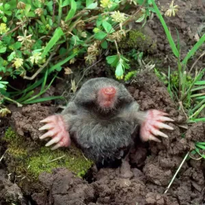 European Mole Print - Emerging from Hole European Mole Print - Emerging from Hole