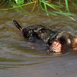 Common Mole - swimming in river