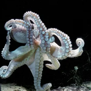 Common Octopus Print, LA-1499 Common Octopus Print, LA-1499