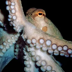 Common Octopus Print: Atlantic and Mediterranean Species Common Octopus Print: Atlantic and Mediterranean Species