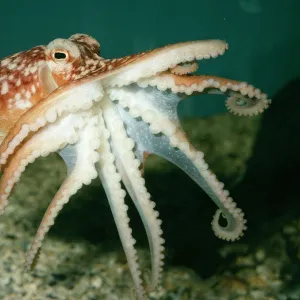 Common Octopus UK marine