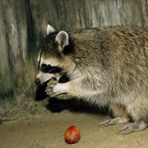 Common Raccoon, adult female; eating an apple; Zoo in Ekaterinburg, Urals, Russia; autumn Ur37. 1680