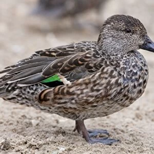 Common Teal - Single adult female standing on sand. Norfolk, England