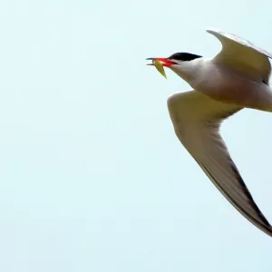 Common Tern