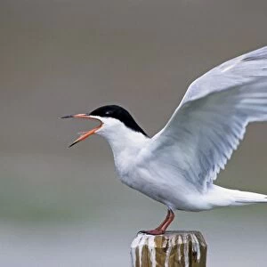 Common Tern - screaming with open wings - Belgium