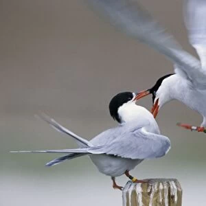 Common Terns - fighting - Belgium