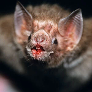 Phyllostomidae Photographic Print Collection: Common Vampire Bat