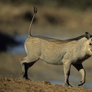 Common Warthog - Lives in open and arid areas in central and southern Africa - In spite of great tolerance of heat and drought they depend upon natural and self-dug shelters to escape extremes of heat and cold
