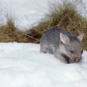 Common Wombat - Juvenile in snow, Kosciuszko National Park, New South Wales, Australia, Patchy distribution in south-eastern mainland Australia and widespread in Tasmania JPF01023