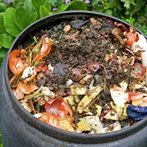 Compost / wormery - worms visible amongst variety of kitchen waste including vegetable and fruit peelings and cardboard in top of black plastic recycled composting bin UK