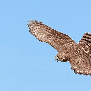 Cooper's Hawk - immature in flight. During fall migration in October at Cape May, NJ, USA