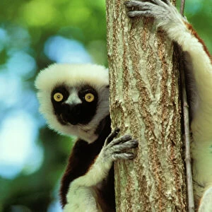 Mammals Poster Print Collection: Sifaka