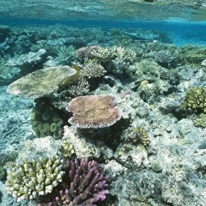 Coral - Great Barrier Reef marine park - Australia
