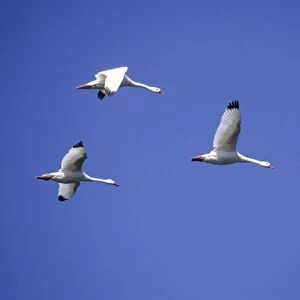 Coscoroba Swans - in flight - Argentine Pampa - Argentina