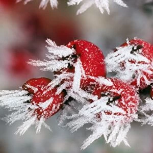 Cotoneaster - frozen berries. Lightened background, added frost