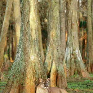 Cougar ‘Florida Panther TOM 269 Endangered species sitting by tree in swamp cypress, Florida USA. Felis concolor coryi © Tom & Pat Leeson / ARDEA LONDON