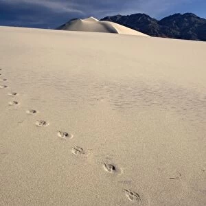 Coyote Footprints - on sand dunes. Eureka dunes in Death Valley National Park. A National Natural Landmark, USA