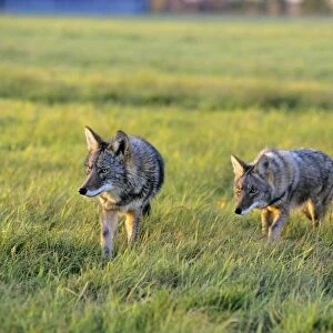Coyote - two hunting in farm meadow. MC322