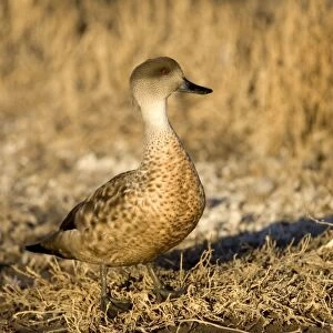 Crested duck Andes and Patagonia. Photographed in Santa Cruz Province, Patagonia, Argentina