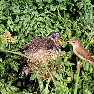 Cuckoo - young in Reed Warbler nest being feed - UK