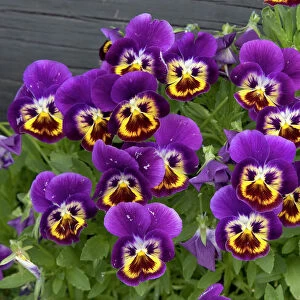 Cultivated pansies