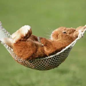 Rabbit in a Hammock Print Rabbit in a Hammock Print