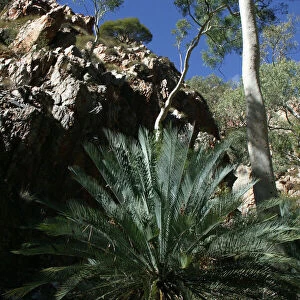 Cycad - Listed as vulnerable. The decline of the Black-footed Rock Wallaby may have had an effect on seed dispersal. This species only occurs in parts of the MacDonnell and Strangways Ranges