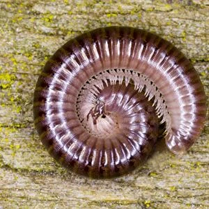 Cylindrical millipede rolled into a spiral as defensive posture Location: Garden, Cornwall, UK
