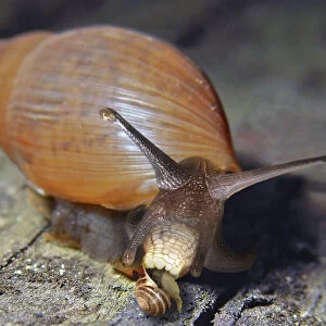 Snails Premium Framed Print Collection: Rosy Predator Snail