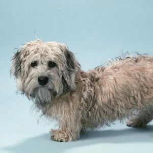 Dandie Dinmont Terrier Dog
