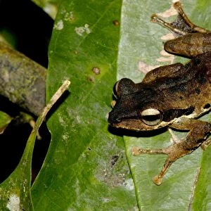 Dark-eared Tree Frog is hides among giant leaves of a ginger plant in primary rainforest of Danum Valley Conservation Area, Sabah, Borneo, Malaysia; night in June Ma39. 3221