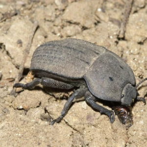 Beetle Photographic Print Collection: Darkling Beetles