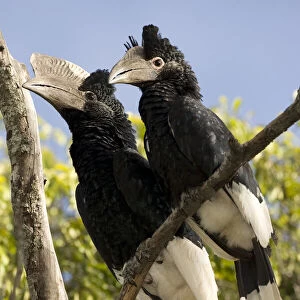 Black Casqued Hornbill