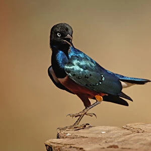 Starlings Collection: Superb Starling