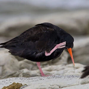 Oystercatchers Collection: Variable Oystercatcher