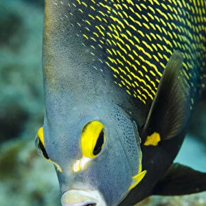 F Collection: French Angelfish