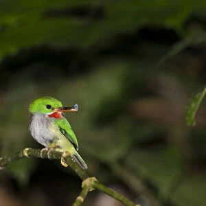 Todies Collection: Puerto Rican Tody